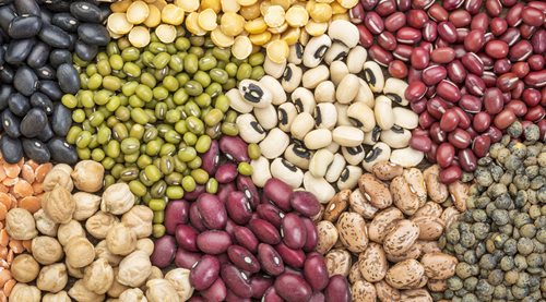 Protein food for the vegetarian